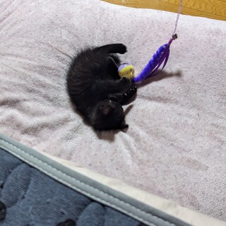 キジ子猫、クロくん！