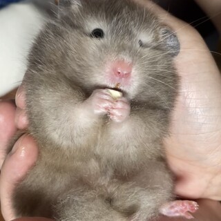 里親募集中！とても可愛い子です。