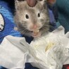里親募集中！とても可愛い子です。 サムネイル2