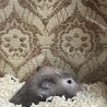 里親募集中！とても可愛い子です。 サムネイル3