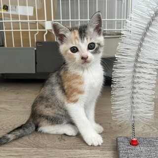 人馴れしていて膝も大好き♡ソナちゃん