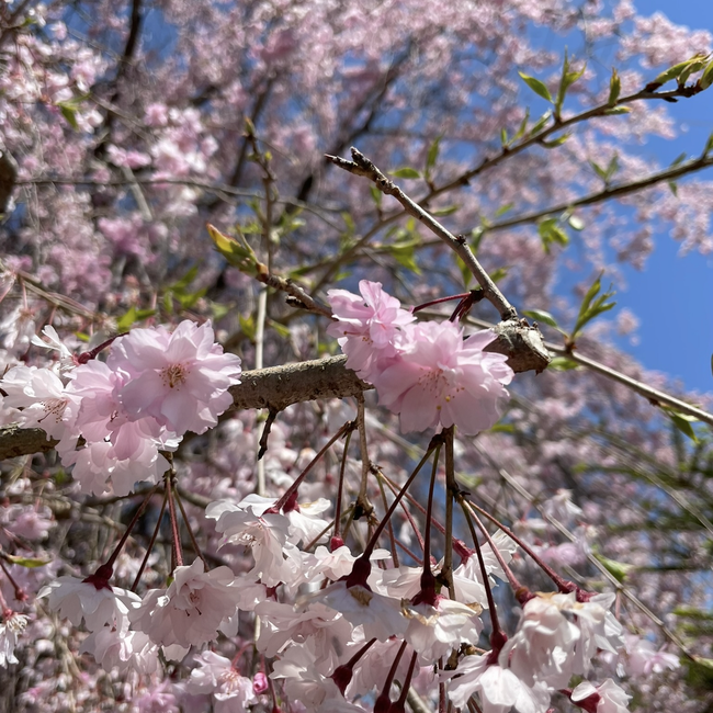 フルサワヒロのカバー写真