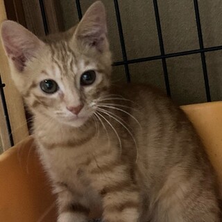 チキを可愛がって！！