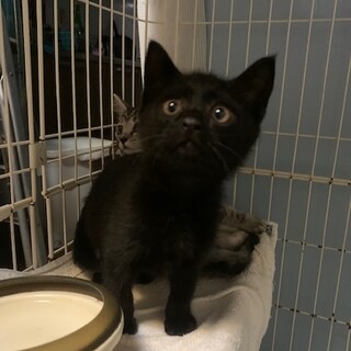 人懐こい可愛い黒猫リムル君