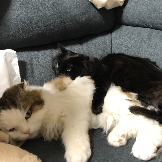 きんた0302のカバー写真