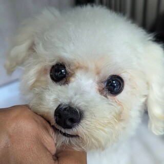 甘えん坊なビションフリーゼ　リカちゃん