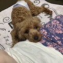 1歳半、トイプー男の子♡辞退された為再度募集です。
