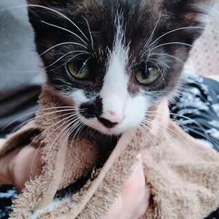 生後2ヶ月ハチワレの女の子