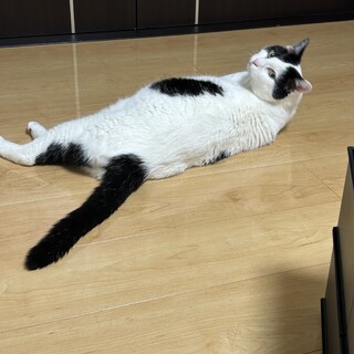 保護猫の里親さん募集