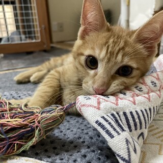 子猫のかぶきちくん（生後約3カ月）