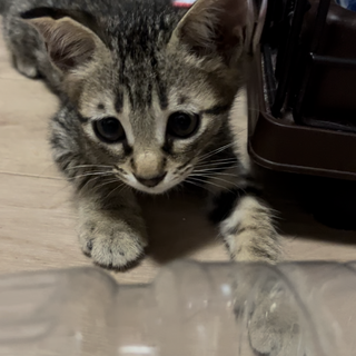 人間大好き甘えんぼ