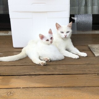 親子でお願いします　子猫の方　オッドアイ　男の子