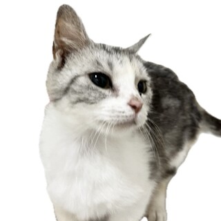 とても小さな優しいマンチカン