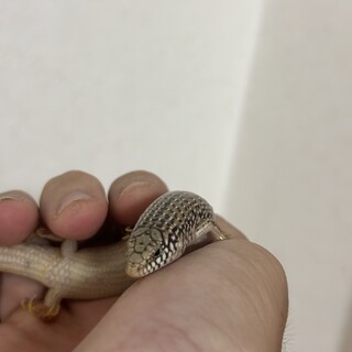 ［交渉中】オオアシカラカネトカゲ　二匹