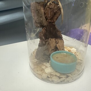 クレステッドゲッコーベビー　生後半年未満