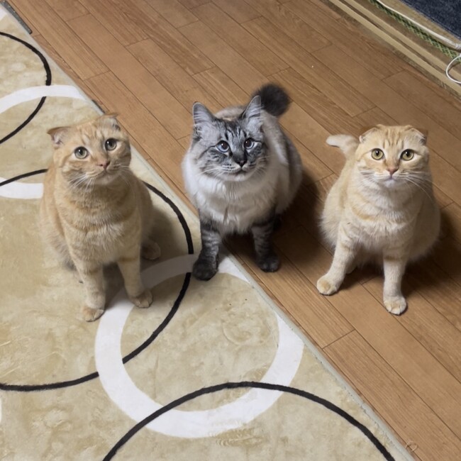 hdm0118のカバー写真