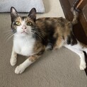 人慣れ完璧！美人な三毛ちゃんです(*´꒳`*)