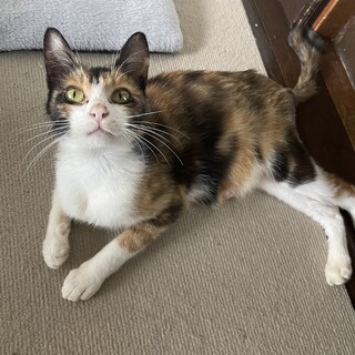 人慣れ完璧！美人な三毛ちゃんです(*´꒳`*)