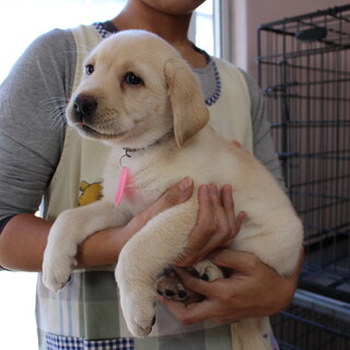 里親様が決まりました。