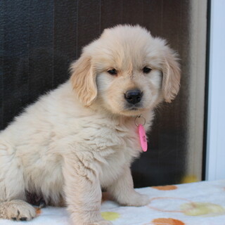 里親様が決まりました。