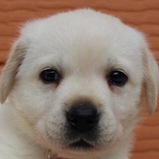 里親様が決まりました。