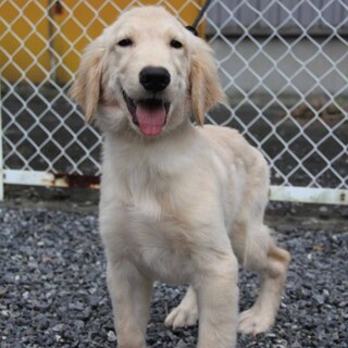 里親様が決まりました。