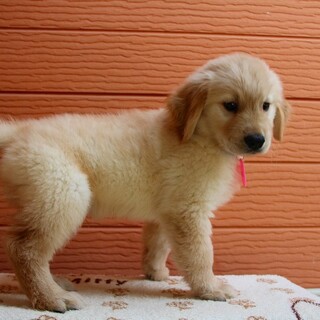 里親様が決まりました。