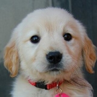 里親様が決まりました。