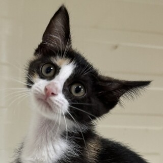 里親決定☆黒三毛猫ことなちゃん2ヶ月半