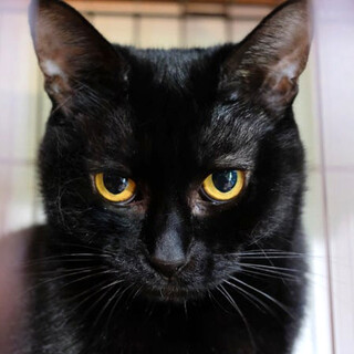 人馴れ訓練中！まんまる黒目がかわいい優しい女の子