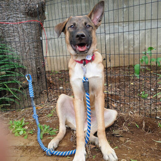 大きくて賢い子ご希望なら「伊万里くん」で決まり！