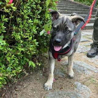 人の手で育った甘えん坊のオス子犬