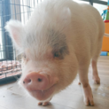 マイクロブタ　白ちゃん里親募集！