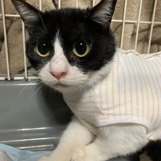 とっと、里親さま決定！ありがとうございました♥️