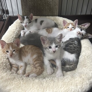 ビッグBaby♥グレ男