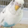 我が家の長男セキセイインコのゴマちゃん