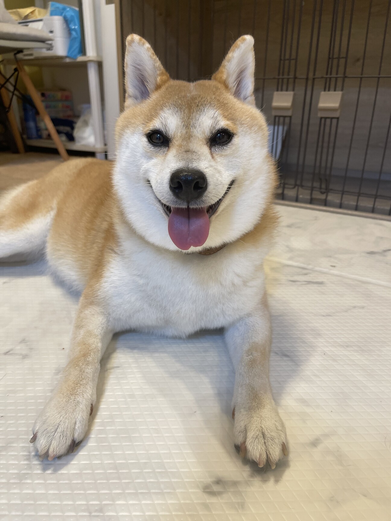 柴犬のしぃちゃん」東京都 - 犬の里親募集(492962) :: ペットの