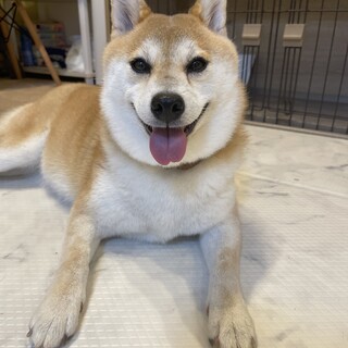 柴犬のしぃちゃん