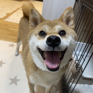 柴犬のはーちゃん
