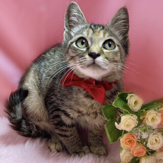 なでなで大好き♪黒いお鼻がかわいい『コマちゃん』