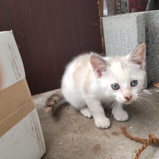 シャムMIX？ 活発な女の子