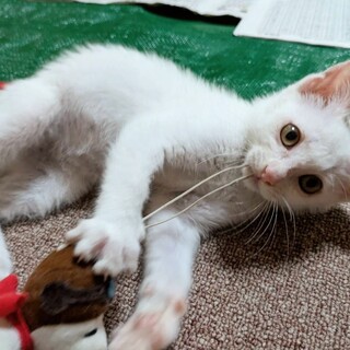 人懐っこい甘えん坊♡シロンちゃん