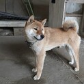 柴の男の子　トライアル中