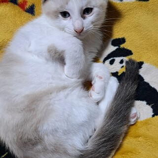 パステル三毛の女の子の里親様募集です