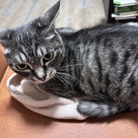 ババ