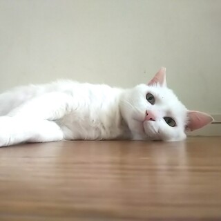 かくれ甘えん坊♡咲くん