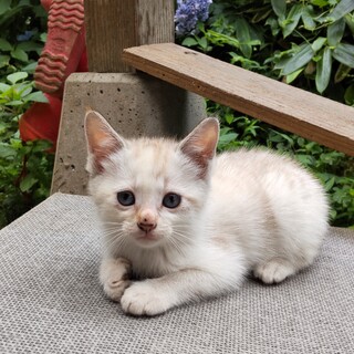 シャムMIX？ 女の子　用心深い