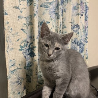 ありがとうございました★グレー可愛いリンスちゃん