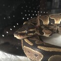 ボールパイソン