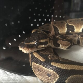 ボールパイソン